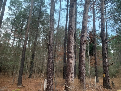13 Acres With Homesite Potential for Sale near Stephens, AR! - image 4