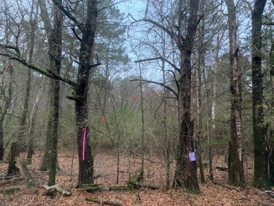 13 Acres With Homesite Potential for Sale near Stephens, AR! - image 10
