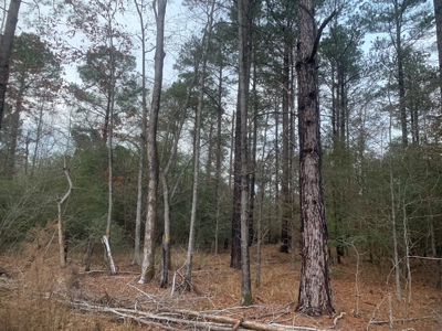 13 Acres With Homesite Potential for Sale near Stephens, AR! - image 3
