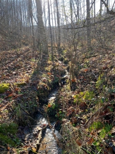 172 Acres Unrestricted Land for Sale Castlewood VA - image 9