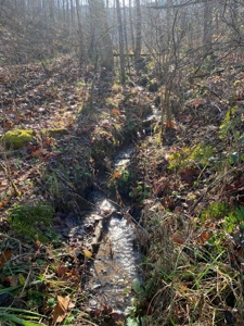 172 Acres Unrestricted Land for Sale Castlewood VA - image 16