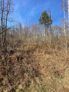 205 Acres Unrestircted Land for sale East Tennessee - image 10