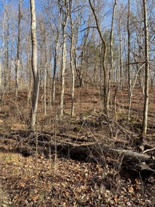 205 Acres Unrestircted Land for sale East Tennessee - image 19