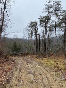 205 Acres Unrestircted Land for sale East Tennessee - image 4