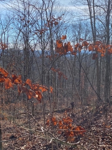 205 Acres Unrestircted Land for sale East Tennessee - image 16