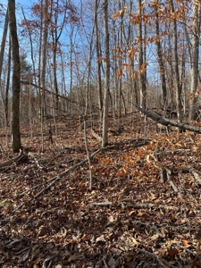205 Acres Unrestircted Land for sale East Tennessee - image 14