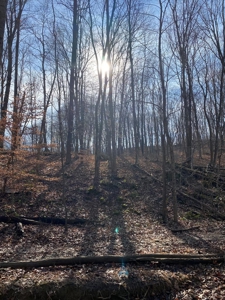 205 Acres Unrestircted Land for sale East Tennessee - image 22