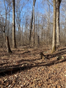 205 Acres Unrestircted Land for sale East Tennessee - image 20