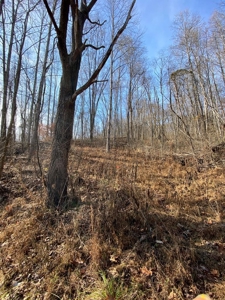 205 Acres Unrestircted Land for sale East Tennessee - image 12