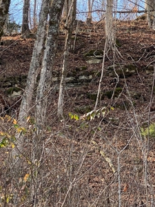 205 Acres Unrestircted Land for sale East Tennessee - image 6