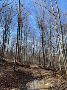 205 Acres Unrestircted Land for sale East Tennessee - image 25
