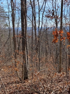 205 Acres Unrestircted Land for sale East Tennessee - image 15