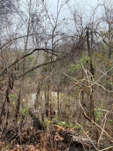 205 Acres Unrestircted Land for sale East Tennessee - image 2