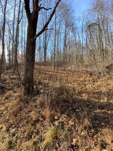 160 Acres Land for Sale in East Tennessee - image 1