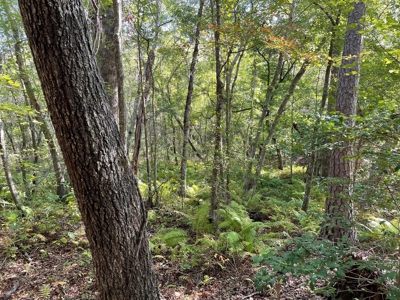 Cherokee Co Recreational Land for Sale Near Jacksonville TX - image 19