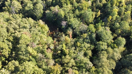 Cherokee Co Recreational Land for Sale Near Jacksonville TX - image 15