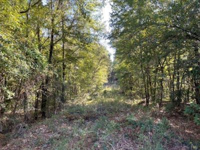 Cherokee Co Recreational Land for Sale Near Jacksonville TX - image 25