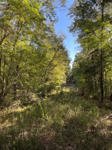 Cherokee Co Recreational Land for Sale Near Jacksonville TX - image 24