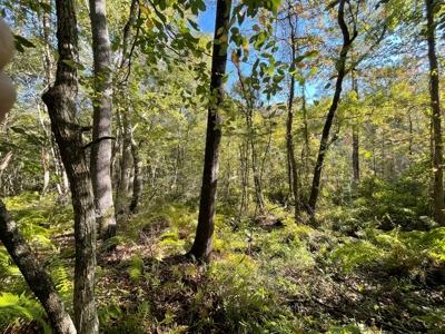 Cherokee Co Recreational Land for Sale Near Jacksonville TX - image 23