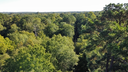 Cherokee Co Recreational Land for Sale Near Jacksonville TX - image 11