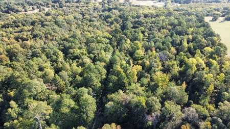 Cherokee Co Recreational Land for Sale Near Jacksonville TX - image 13