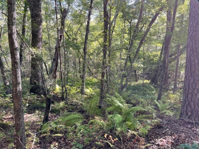 Cherokee Co Recreational Land for Sale Near Jacksonville TX - image 20