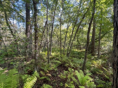 Cherokee Co Recreational Land for Sale Near Jacksonville TX - image 21