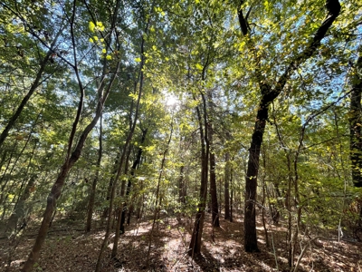 Cherokee Co Recreational Land for Sale Near Jacksonville TX - image 18