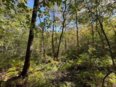 Cherokee Co Recreational Land for Sale Near Jacksonville TX - image 22