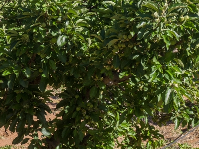 Arizona Organic Apple Orchard Investment Property For Sale - image 46