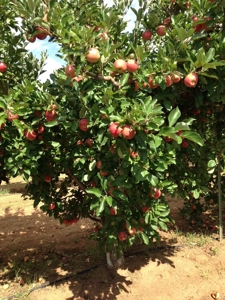 Arizona Organic Apple Orchard Investment Property For Sale - image 1