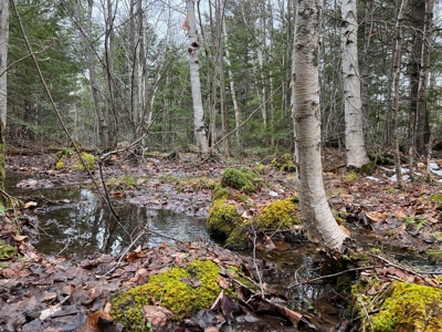 Piece of land with potential - image 10