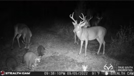 Turkey Pines Farm - Hunting & Recreational Retreat - image 48
