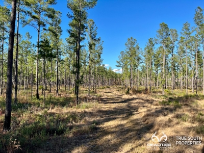 Turkey Pines Farm - Hunting & Recreational Retreat - image 5