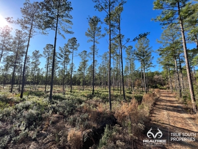 Turkey Pines Farm - Hunting & Recreational Retreat - image 35