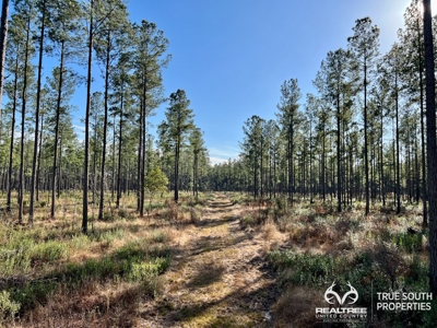 Turkey Pines Farm - Hunting & Recreational Retreat - image 36