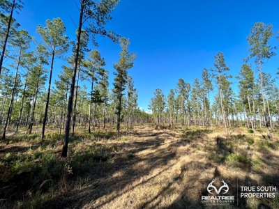 Turkey Pines Farm - Hunting & Recreational Retreat - image 37