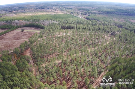 Turkey Pines Farm - Hunting & Recreational Retreat - image 4