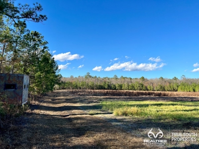 Turkey Pines Farm - Hunting & Recreational Retreat - image 2