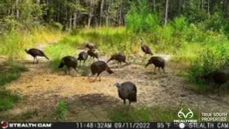 Turkey Pines Farm - Hunting & Recreational Retreat - image 45