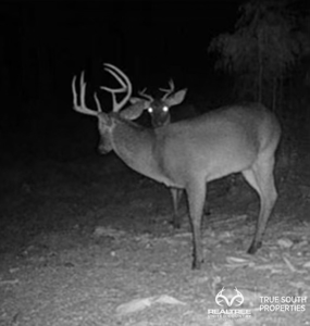 Turkey Pines Farm - Hunting & Recreational Retreat - image 44