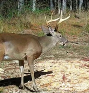 Turkey Pines Farm - Hunting & Recreational Retreat - image 47