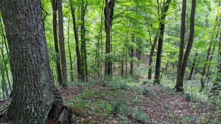105 Acres Bordering Tar Hollow State Park - image 16