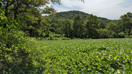105 Acres Bordering Tar Hollow State Park - image 9