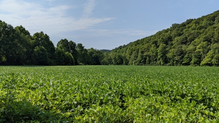 105 Acres Bordering Tar Hollow State Park - image 3