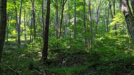 105 Acres Bordering Tar Hollow State Park - image 13