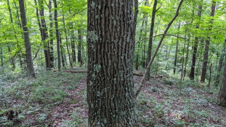 105 Acres Bordering Tar Hollow State Park - image 17