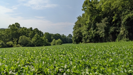 105 Acres Bordering Tar Hollow State Park - image 8