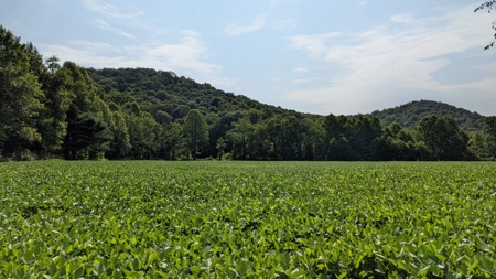 105 Acres Bordering Tar Hollow State Park - image 5