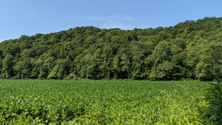 105 Acres Bordering Tar Hollow State Park - image 4